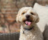 Maltipoo Puppies For Sale Fairfield Furbabies